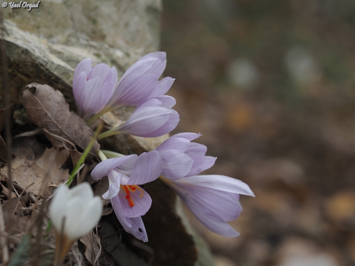 Crocus pallasii  Crocus pallasii,Fall,Geotagged,Israel