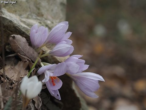 Crocus pallasii  Crocus pallasii,Fall,Geotagged,Israel