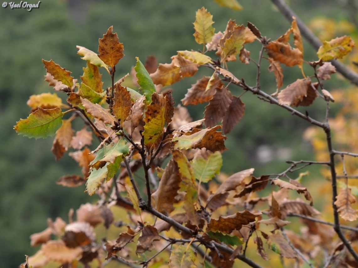 Quercus boissieri - fall colors  Aleppo oak,Fall,Geotagged,Israel,Quercus infectoria