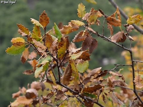Quercus boissieri - fall colors  Aleppo oak,Fall,Geotagged,Israel,Quercus infectoria