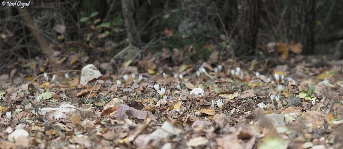 Crocus ochroleucus  Crocus ochroleucus,Fall,Geotagged,Israel