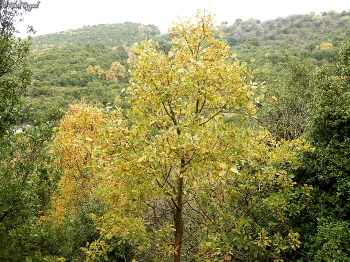Quercus boissieri  Aleppo oak,Fall,Geotagged,Israel,Quercus infectoria