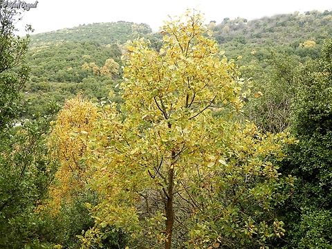 Quercus boissieri  Aleppo oak,Fall,Geotagged,Israel,Quercus infectoria