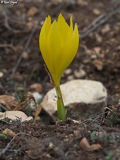 Sternbergia clusiana  Fall,Geotagged,Israel,Sternbergia clusiana