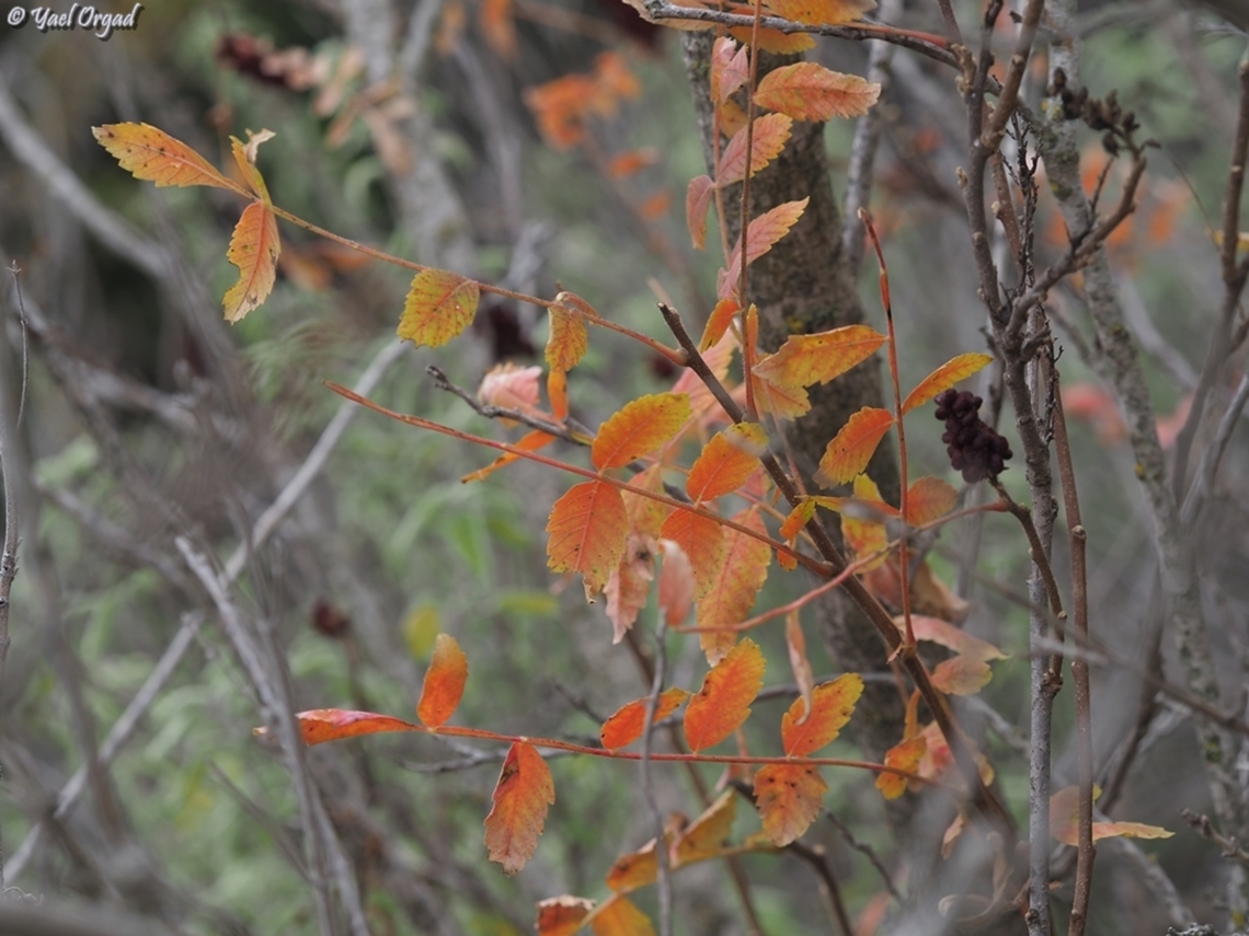 Rhus coriaria  Fall,Geotagged,Israel,Rhus coriaria,Tanner's Sumac