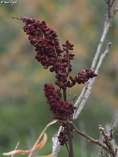 Rhus coriaria - Sumac spice fruit the middle eastern Sumac spice is produced from the fruit of Rhus coriaria Fall,Geotagged,Israel,Rhus coriaria,Tanner's Sumac