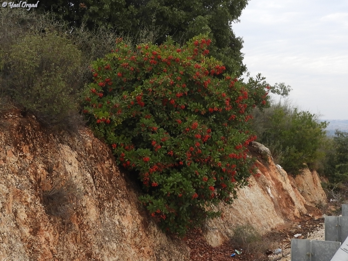 Heteromeles arbutifolia an american shrub, from US west coast. <br />
planted just near the road.  Fall,Geotagged,Heteromeles,Heteromeles arbutifolia,Israel