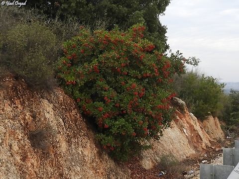 Heteromeles arbutifolia an american shrub, from US west coast. 
planted just near the road.  Fall,Geotagged,Heteromeles,Heteromeles arbutifolia,Israel