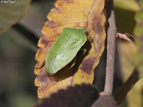 Nezara viridula  Fall,Geotagged,Israel,Nezara viridula,Southern Green Stink Bug