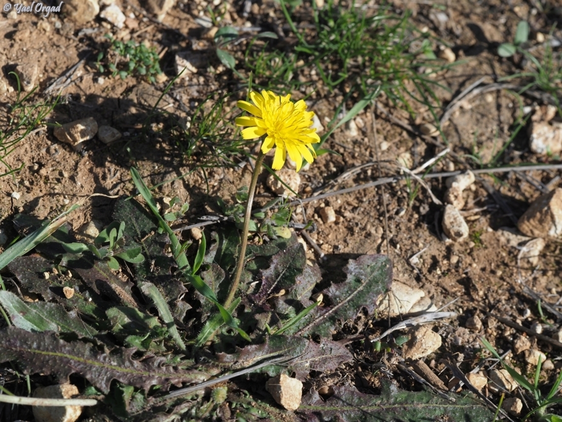 Taraxacum cyprium  Fall,Geotagged,Israel,Taraxacum cyprium
