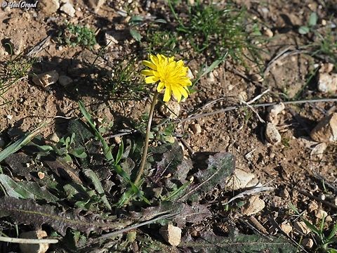 Taraxacum cyprium  Fall,Geotagged,Israel,Taraxacum cyprium
