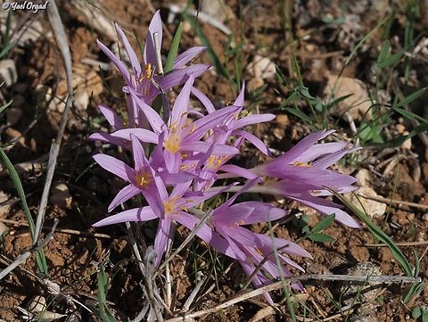 Colchicum stevenii  Colchicum stevenii,Fall,Geotagged,Israel,Steven's meadow saffron