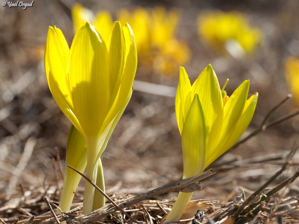 Sternbergia clusiana  Fall,Geotagged,Israel,Sternbergia clusiana