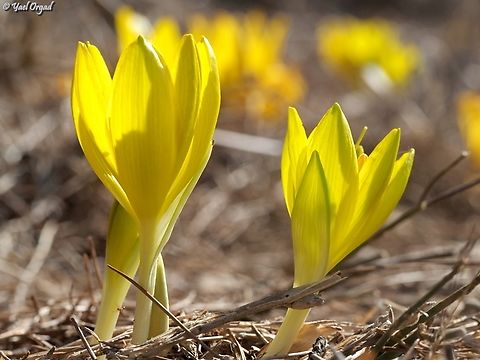 Sternbergia clusiana  Fall,Geotagged,Israel,Sternbergia clusiana