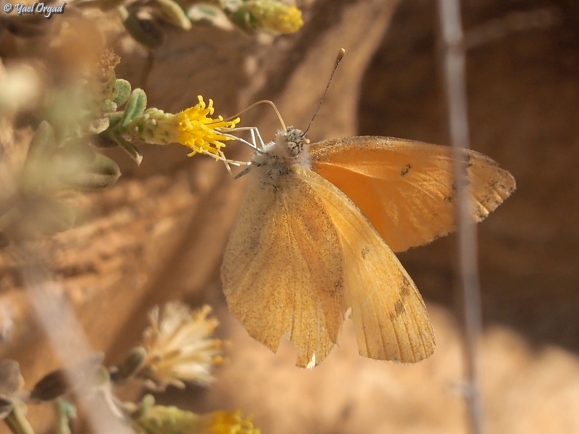 Colotis fausta  Colotis fausta,Fall,Geotagged,Israel,Large Salmon Arab