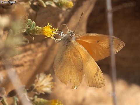 Colotis fausta  Colotis fausta,Fall,Geotagged,Israel,Large Salmon Arab