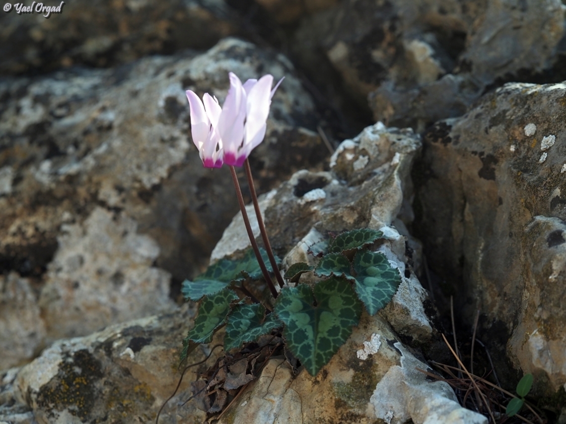 Cyclamen persicum  Cyclamen persicum,Fall,Geotagged,Israel,Persian cyclamen