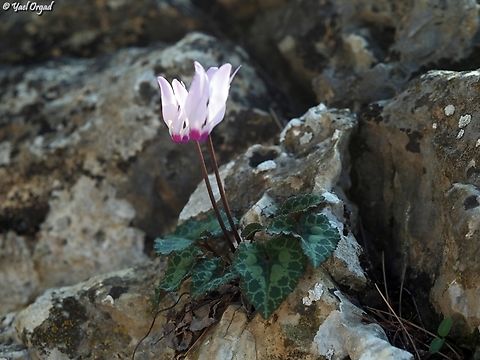 Cyclamen persicum  Cyclamen persicum,Fall,Geotagged,Israel,Persian cyclamen