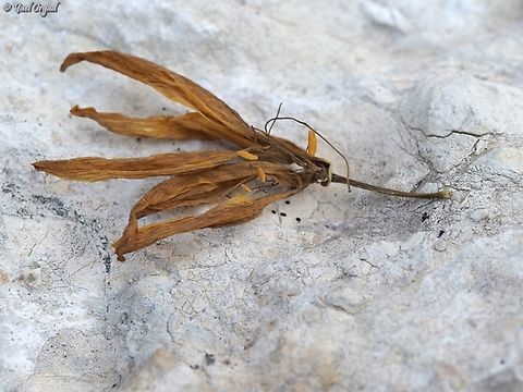 withered Sternbergia clusiana  Fall,Geotagged,Israel,Sternbergia clusiana