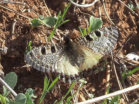 Archon apollinus  Archon apollinus,Fall,False Apollo,Geotagged,Israel