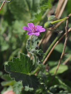 Erodium malacoides  Erodium malacoides,Fall,Geotagged,Israel,Stork's Bill