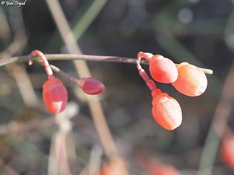 Ephedra foeminea  Ephedra foeminea,Fall,Geotagged,Israel