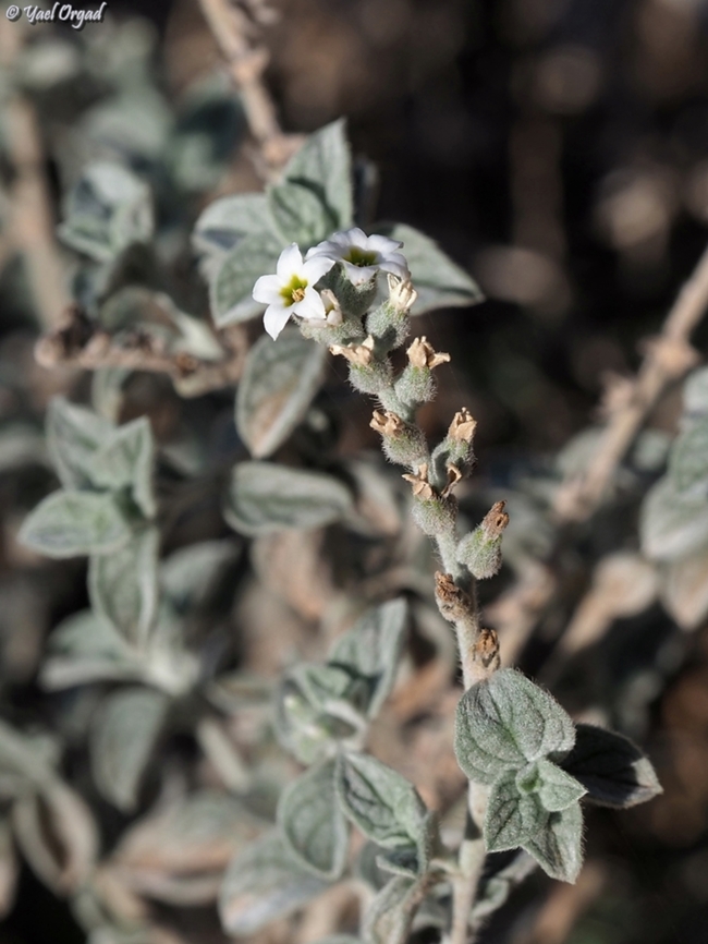 Heliotropium rotundifolium  Fall,Geotagged,Heliotropium rotundifolium,Israel
