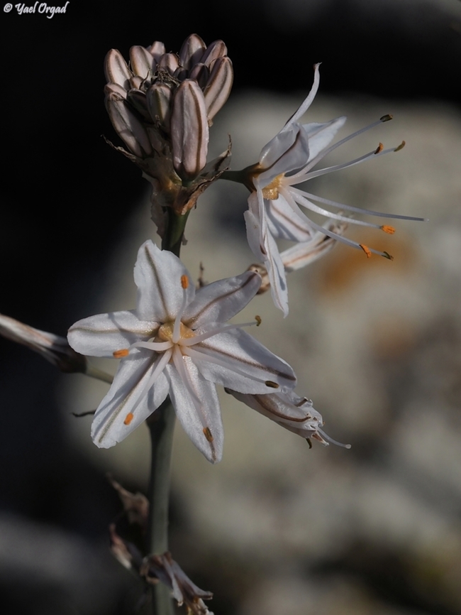 Asphodelus ramosus  Asphodelus ramosus,Branched asphodel,Fall,Geotagged,Israel