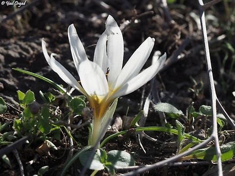 Crocus hyemalis  Crocus hyemalis,Fall,Geotagged,Israel,Winter Saffron