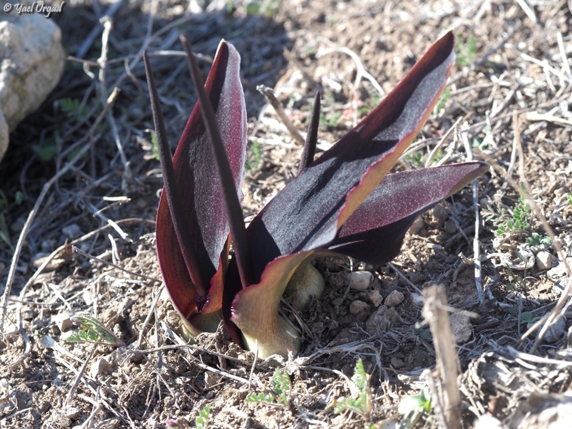 Biarum pyrami  Biarum pyrami,Fall,Geotagged,Israel