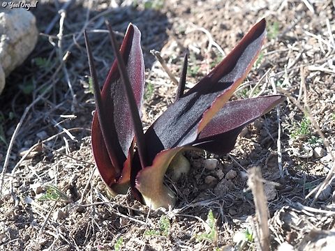 Biarum pyrami  Biarum pyrami,Fall,Geotagged,Israel