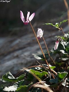 Cyclamen persicum  Cyclamen persicum,Fall,Geotagged,Israel,Persian cyclamen