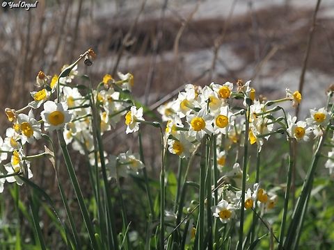 Narcissus tazetta  Bunch-flowered Daffodil,Fall,Geotagged,Israel,Narcissus tazetta