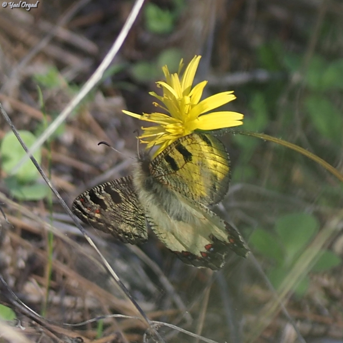 Archon apollinus  Archon apollinus,Fall,False Apollo,Geotagged,Israel