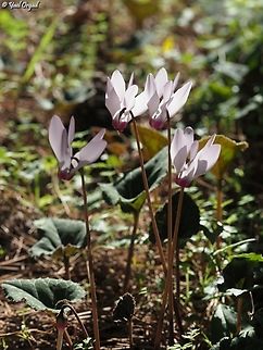 Cyclamen persicum  Cyclamen persicum,Fall,Geotagged,Israel,Persian cyclamen