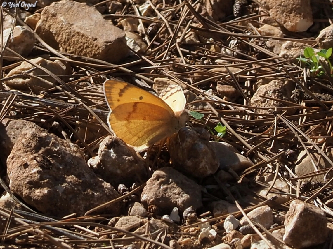 Colotis fausta  Colotis fausta,Fall,Geotagged,Israel,Large Salmon Arab