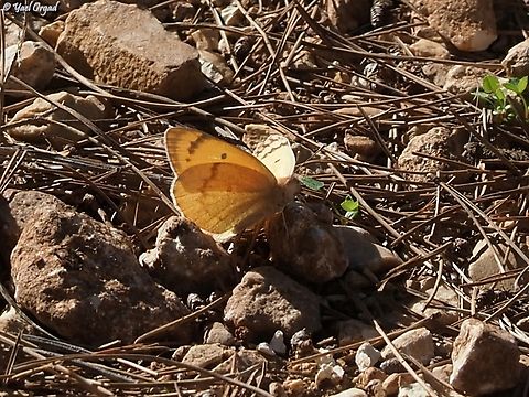 Colotis fausta  Colotis fausta,Fall,Geotagged,Israel,Large Salmon Arab
