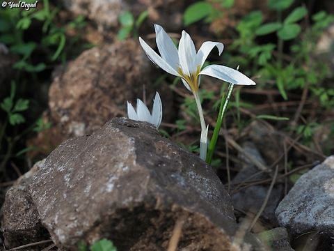 Crocus hyemalis  Crocus hyemalis,Fall,Geotagged,Israel,Winter Saffron