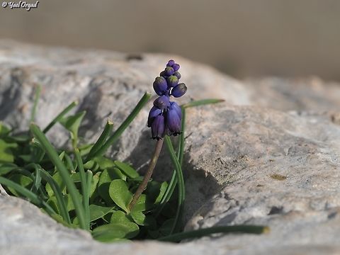 Muscari inconstrictum  Geotagged,Israel,Muscari inconstrictum,Winter