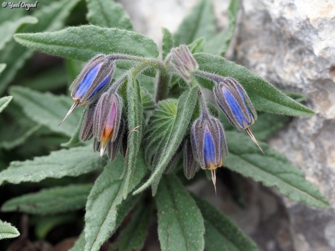 Podonosma orientalis  Geotagged,Golden Drop,Israel,Podonosma orientalis,Winter