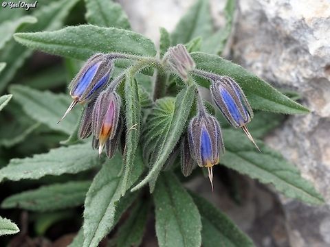 Podonosma orientalis  Geotagged,Golden Drop,Israel,Podonosma orientalis,Winter