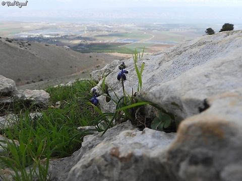 Muscari inconstrictum  Geotagged,Israel,Muscari inconstrictum,Winter