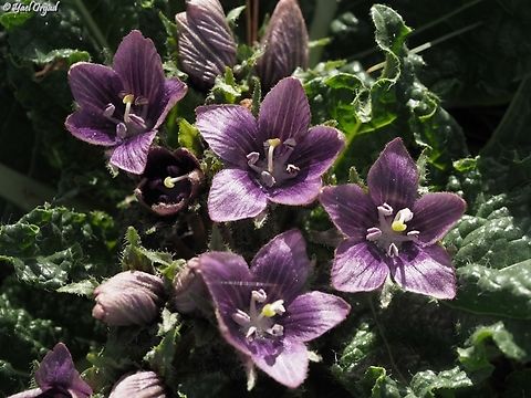 Mandragora autumnalis  Geotagged,Israel,Mandragora autumnalis,Mandrake,Winter