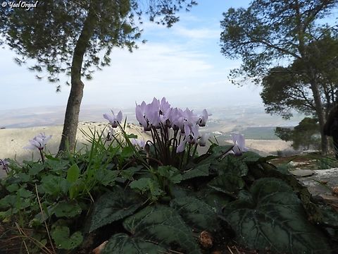 Cyclamen persicum  Cyclamen persicum,Geotagged,Israel,Persian cyclamen,Winter