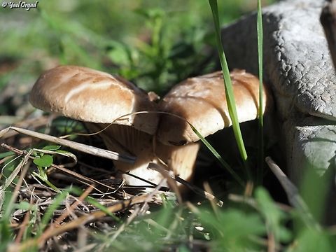 Pleurotus eryngii  Geotagged,Israel,Pleurotus eryngii,Pleurotus еryngii,Winter