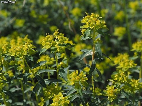 Euphorbia hierosolymitana  Euphorbia hierosolymitana,Geotagged,Israel,Winter