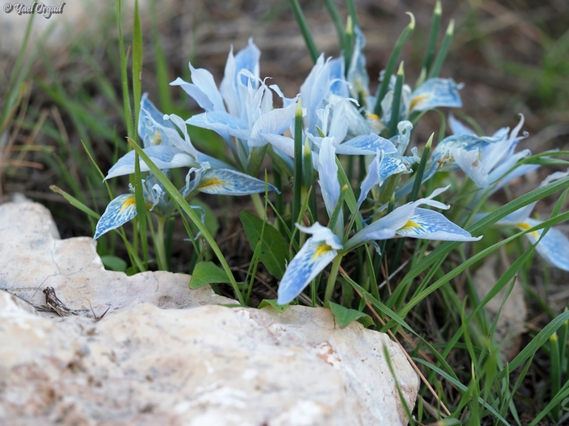 Iris vartanii  Geotagged,Iris vartanii,Israel,Vartan's Iris,Winter