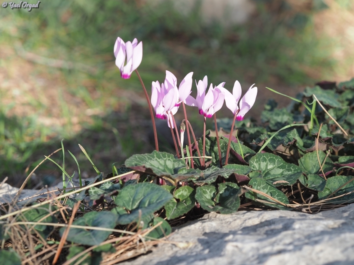 Cyclamen persicum  Cyclamen persicum,Geotagged,Israel,Persian cyclamen,Winter