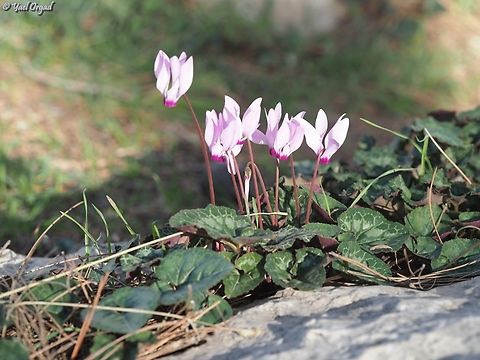Cyclamen persicum  Cyclamen persicum,Geotagged,Israel,Persian cyclamen,Winter