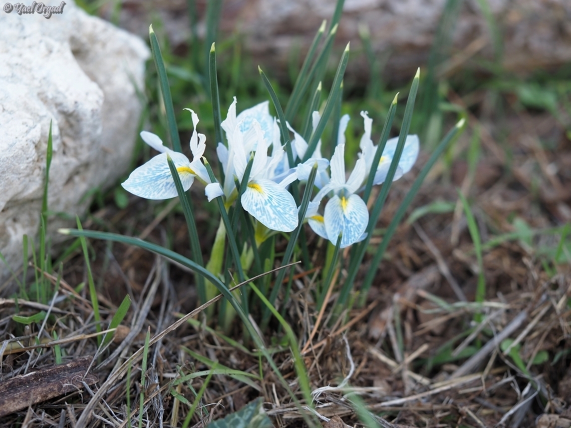 Iris vartanii  Geotagged,Iris vartanii,Israel,Vartan's Iris,Winter